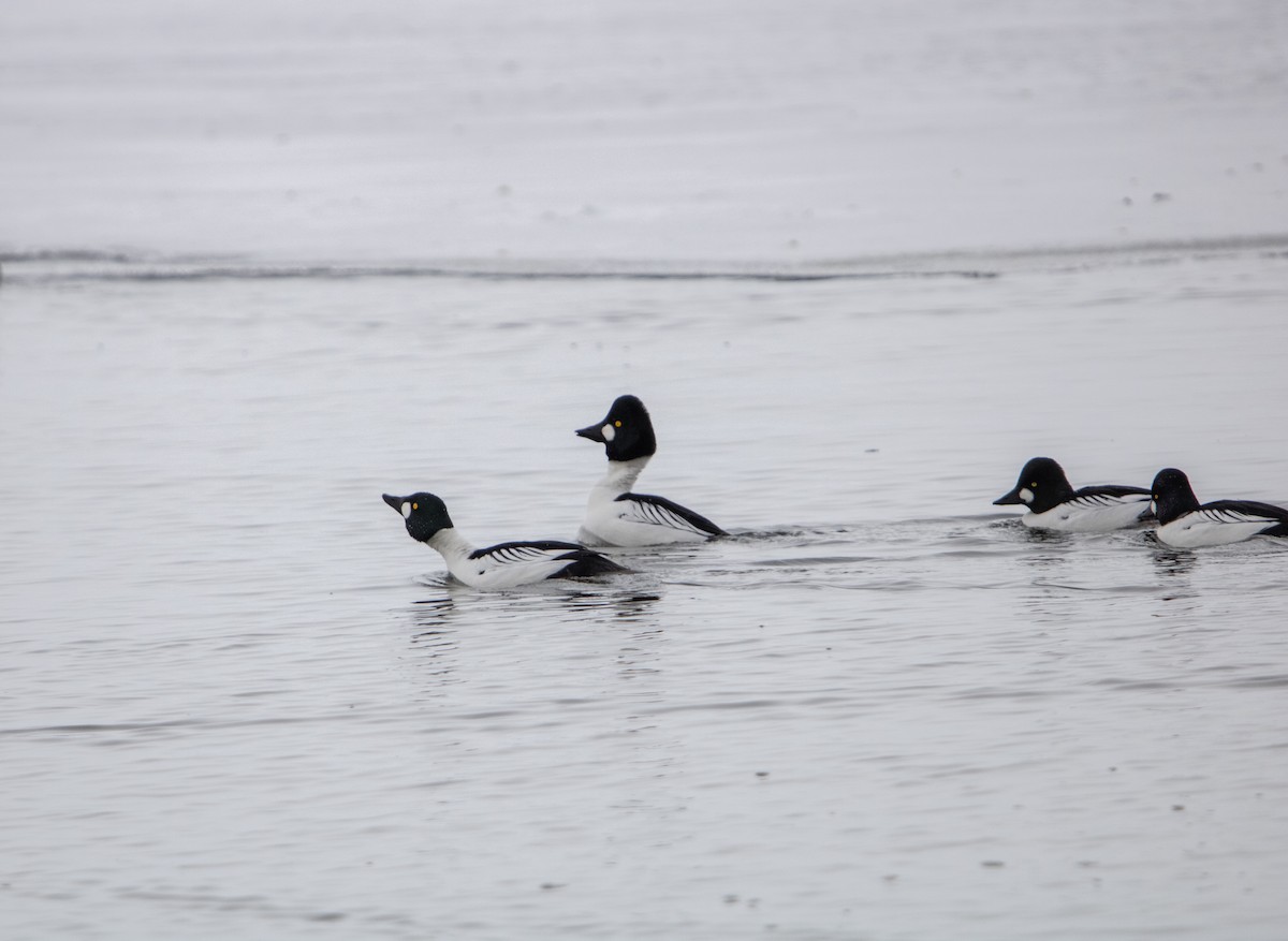 Common Goldeneye - ML649085451