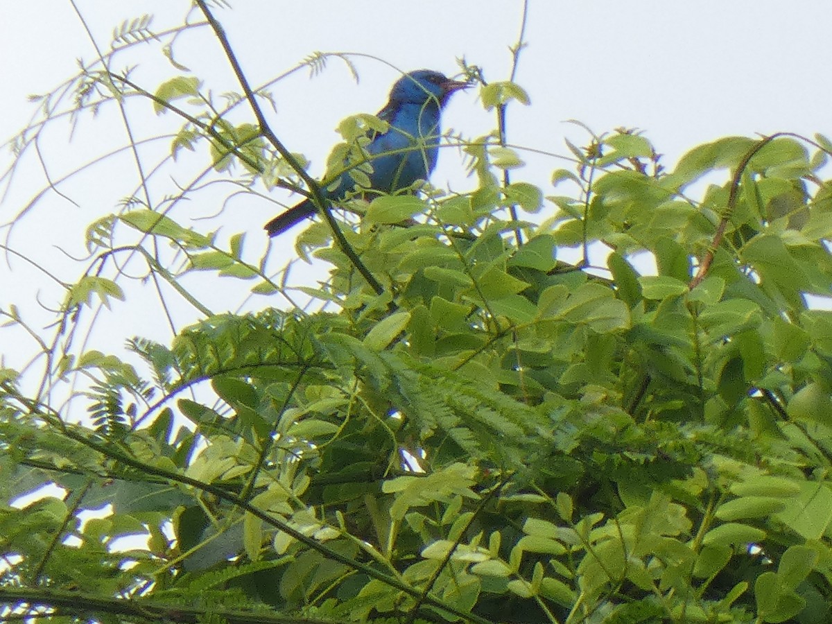 Blue Dacnis - ML649085557