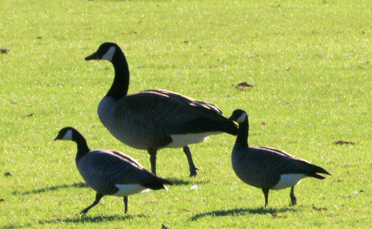 Казарка мала - ML649086006