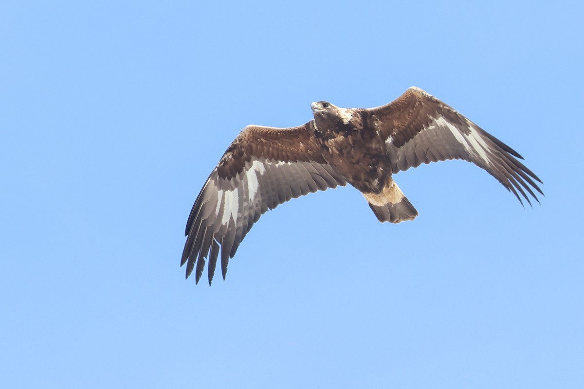 Golden Eagle - ML649086060