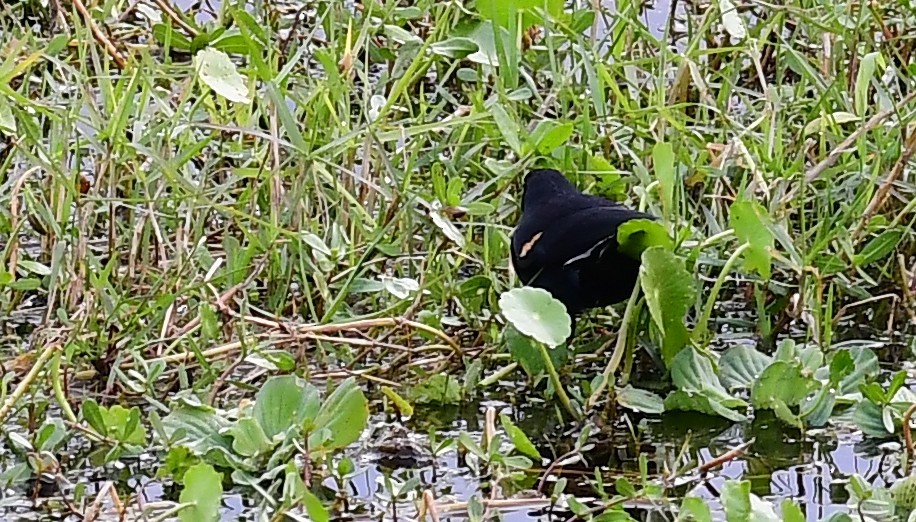 Red-winged Blackbird - ML649086090