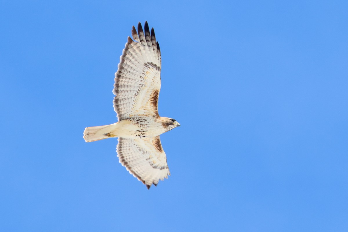 Red-tailed Hawk (borealis) - ML649086217