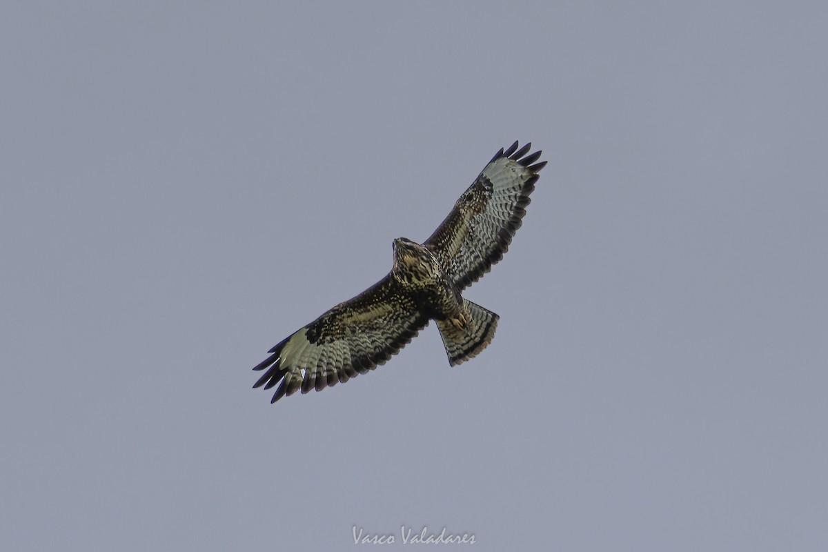 Common Buzzard (Azores) - ML649086297