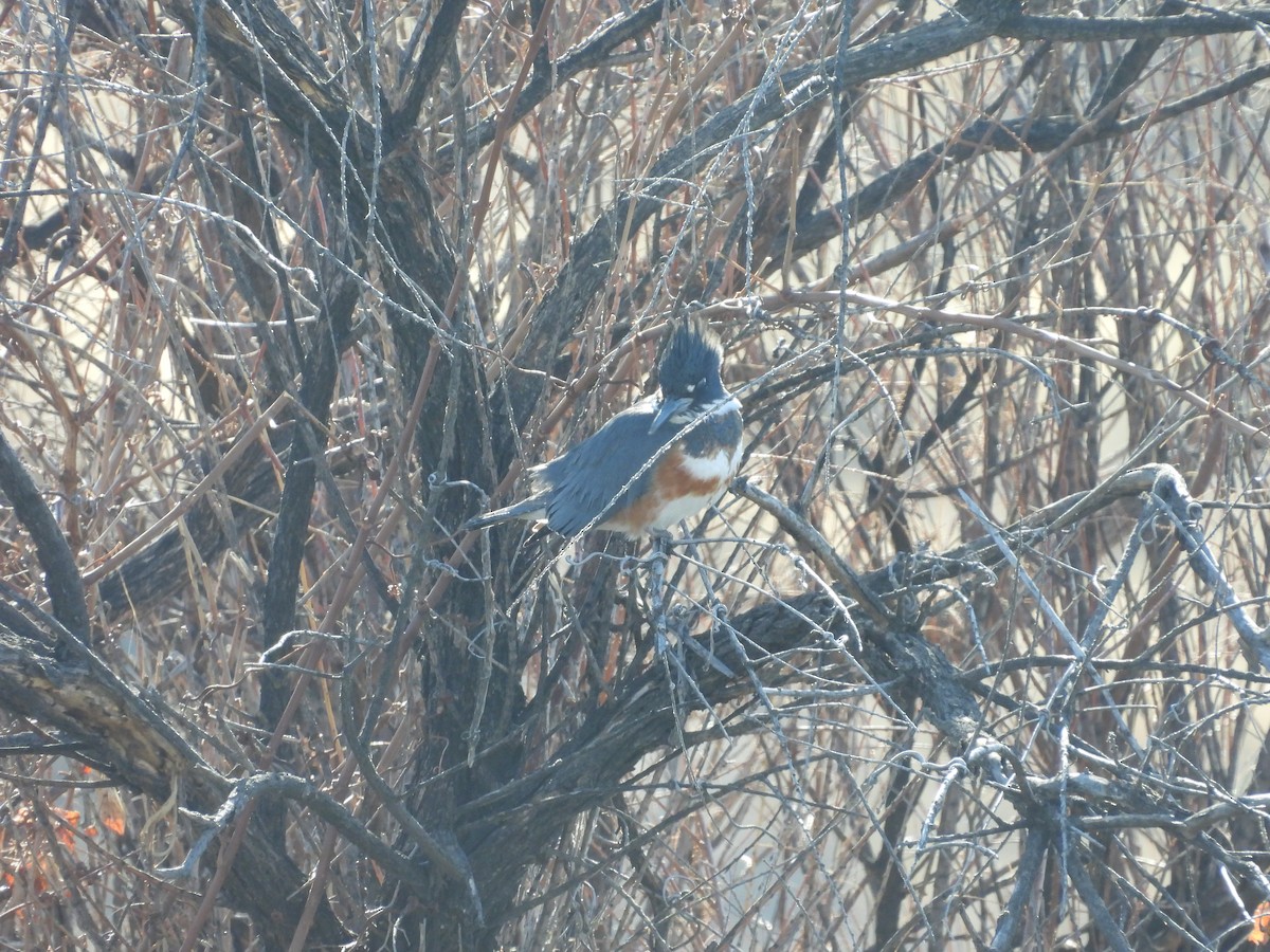 rybařík pruhoprsý - ML649086362