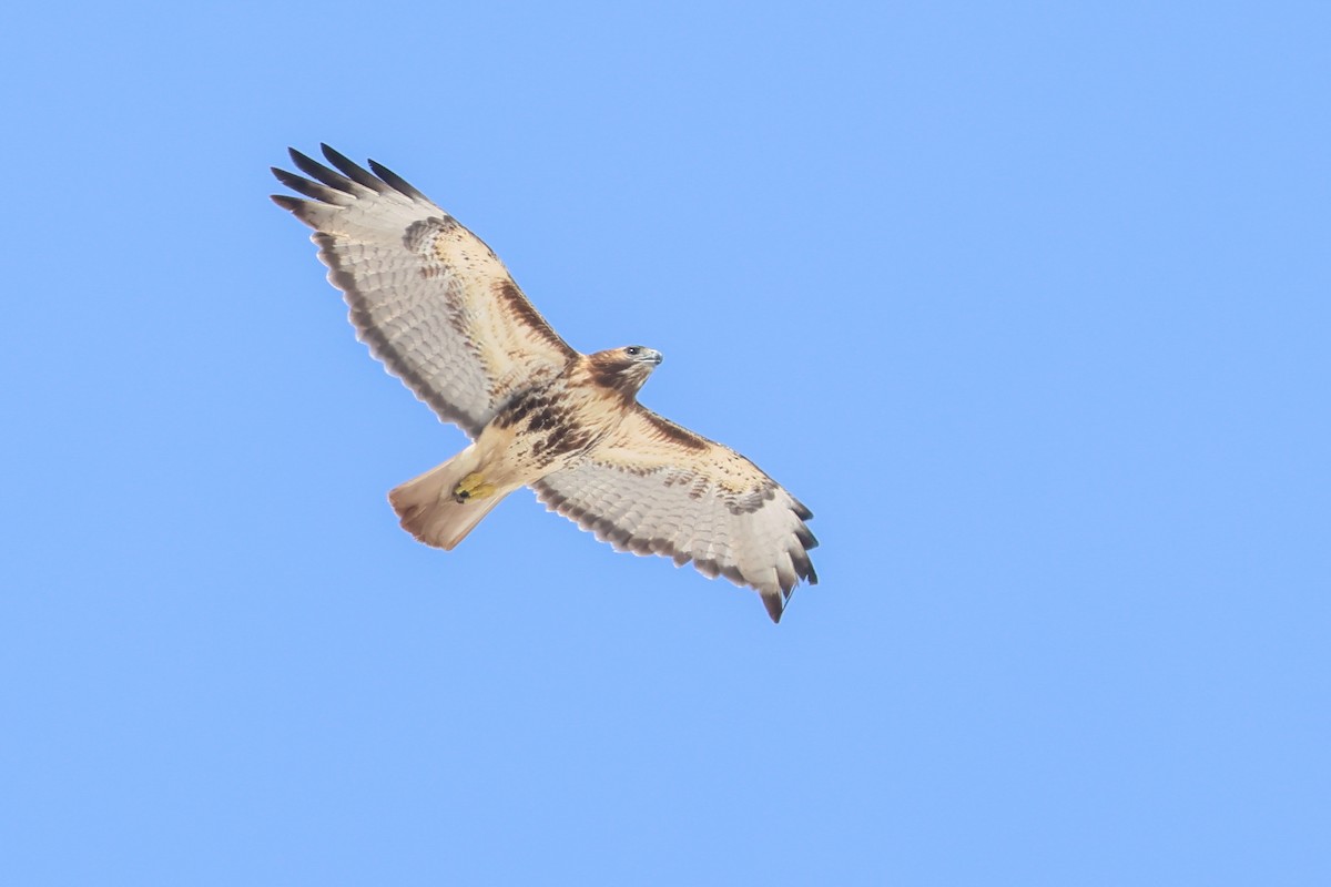 Red-tailed Hawk - ML649086448
