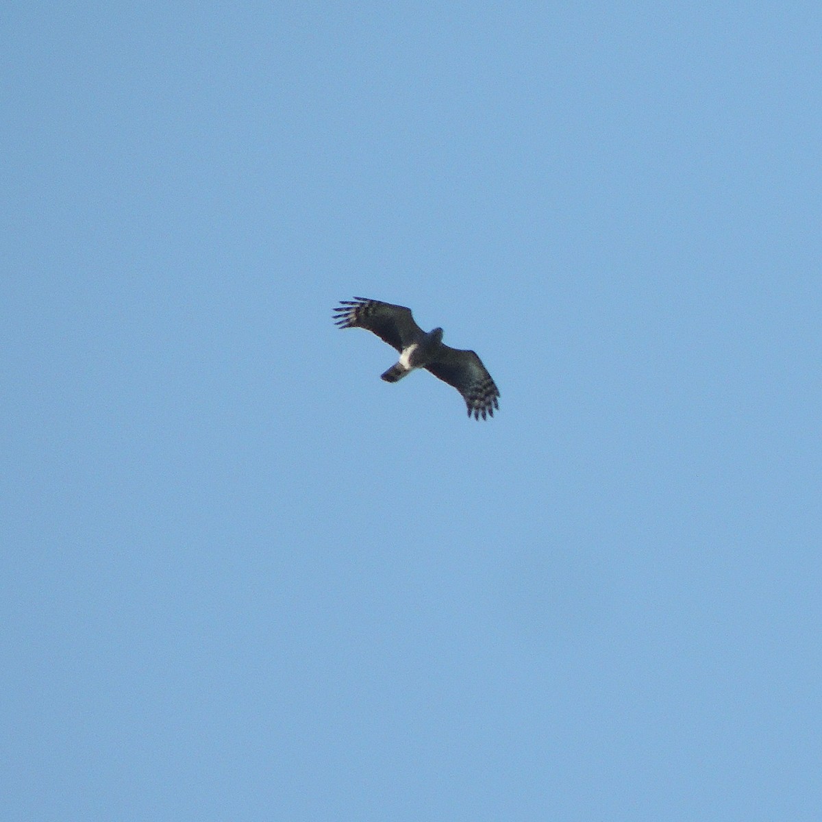 Hook-billed Kite - ML649086965