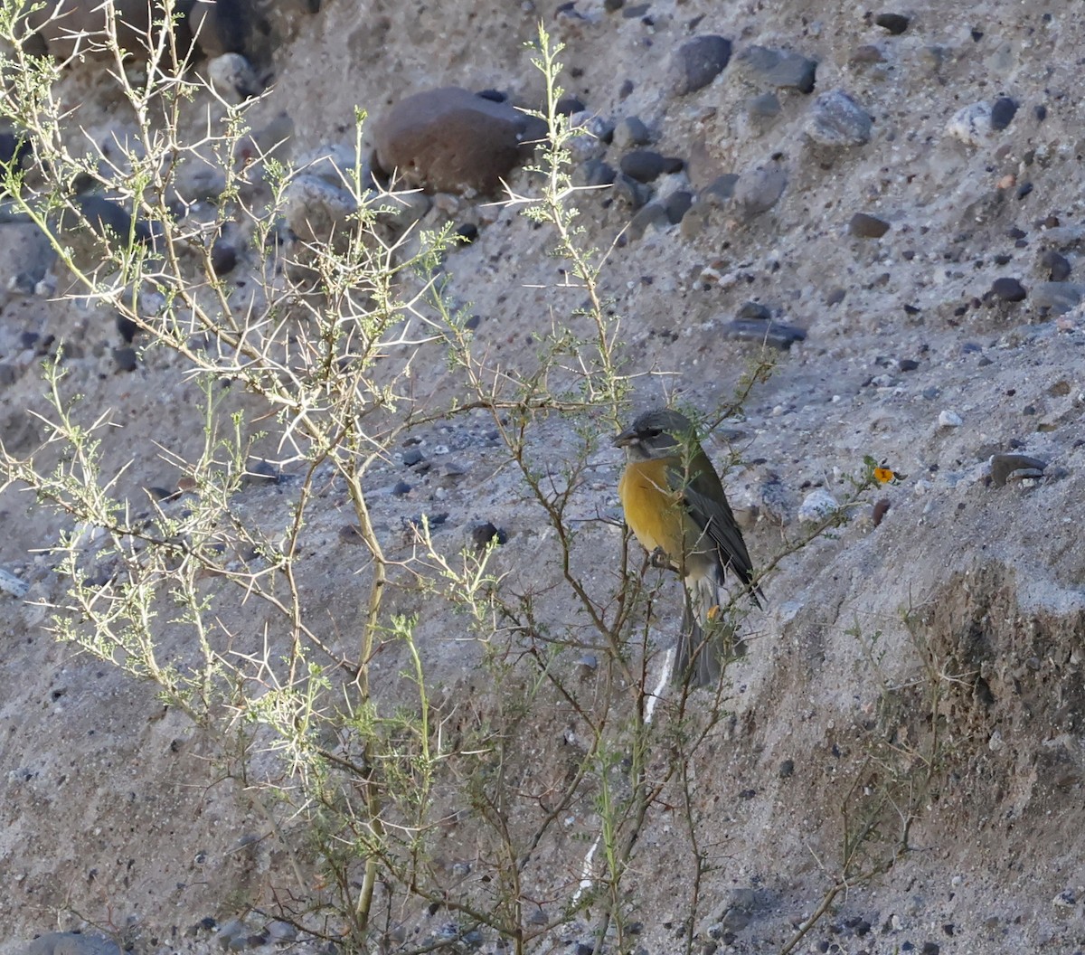 Phrygile à tête grise - ML649087220