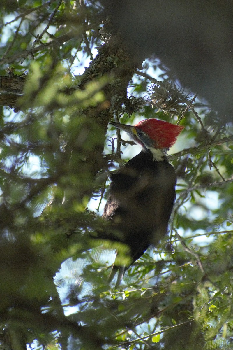 datel chacoský - ML649087835