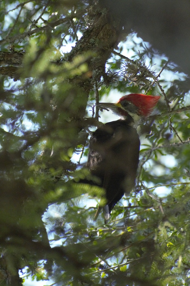 datel chacoský - ML649087836