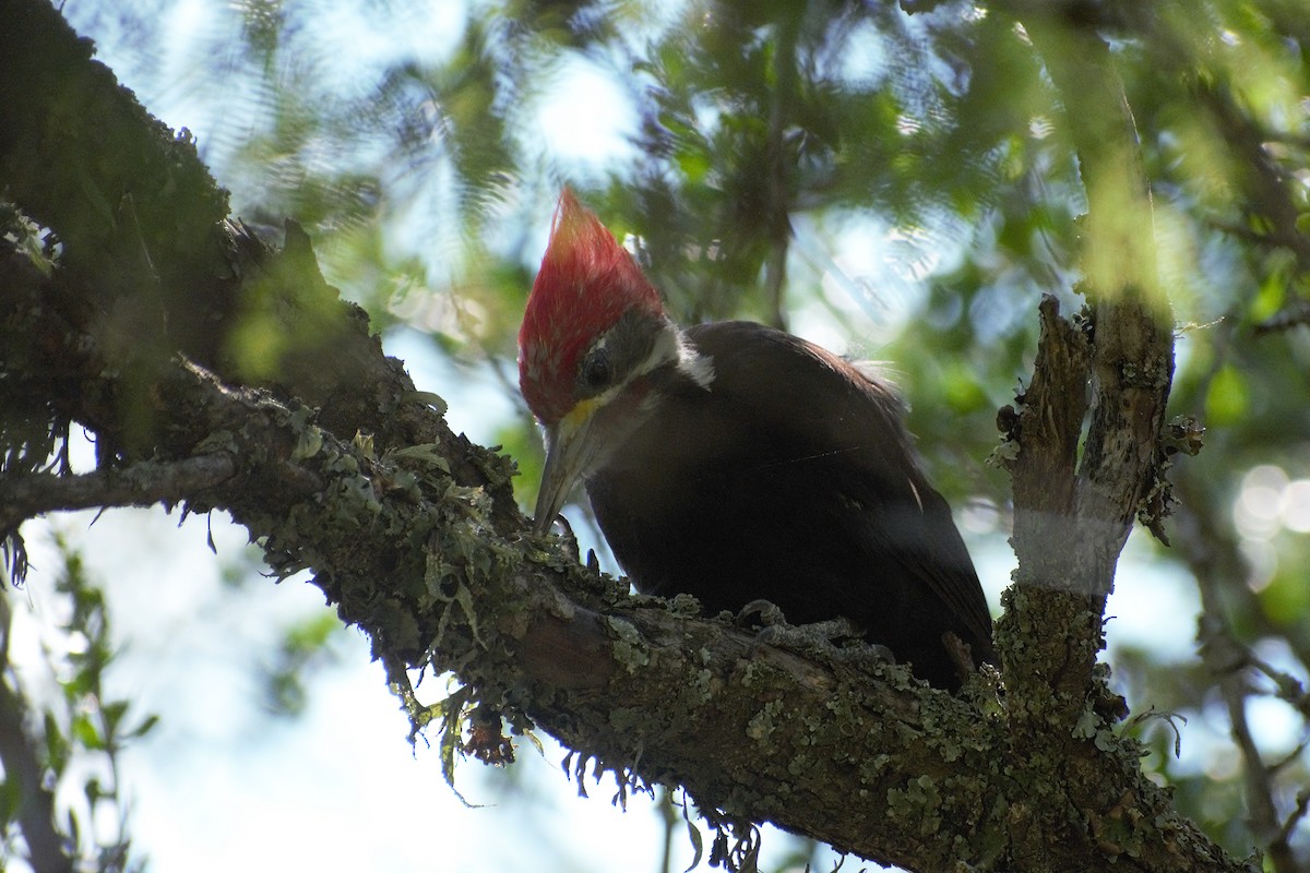 datel chacoský - ML649087837