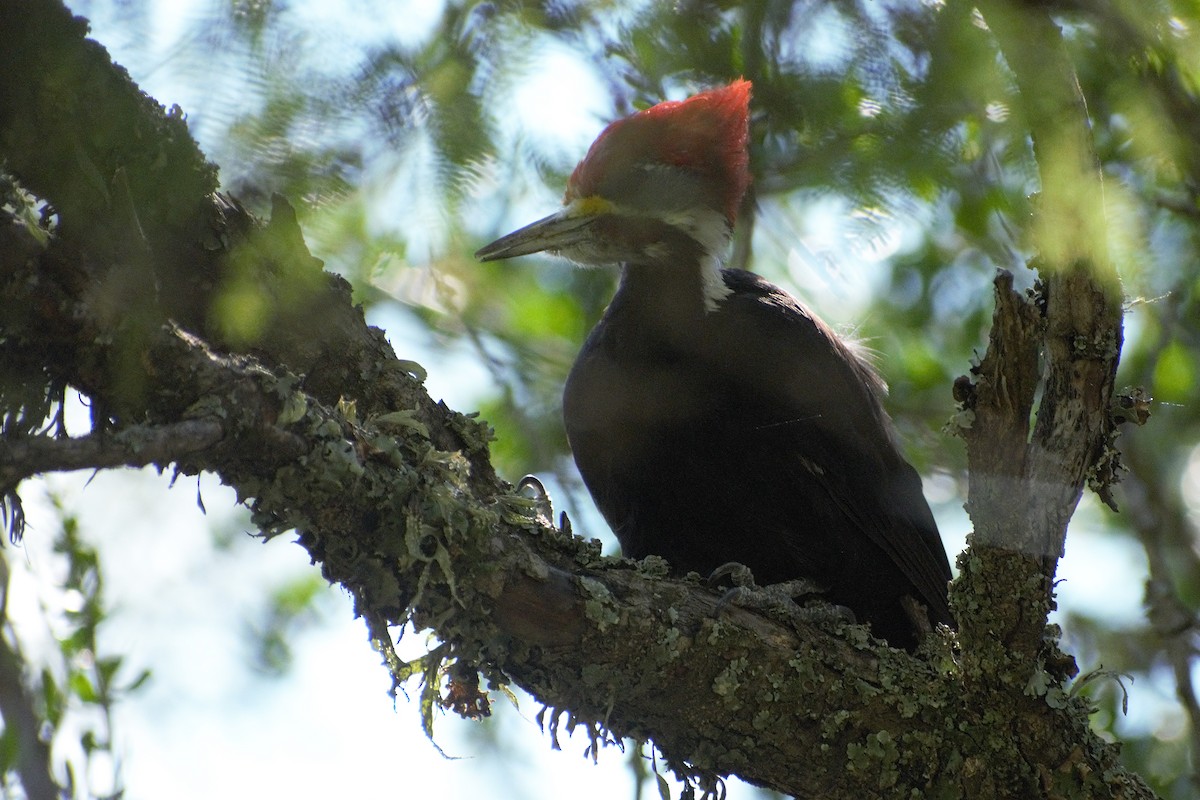 datel chacoský - ML649087838