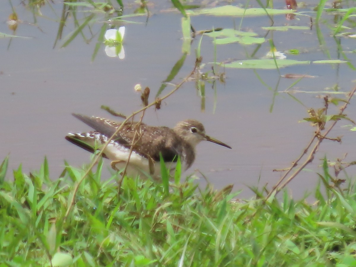 Solitary Sandpiper - ML649087901