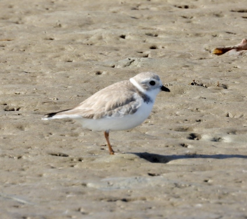 Piping Plover - ML649088052