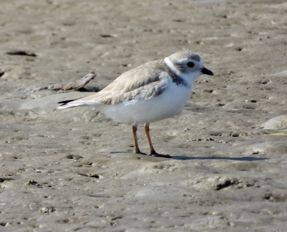 Piping Plover - ML649088053