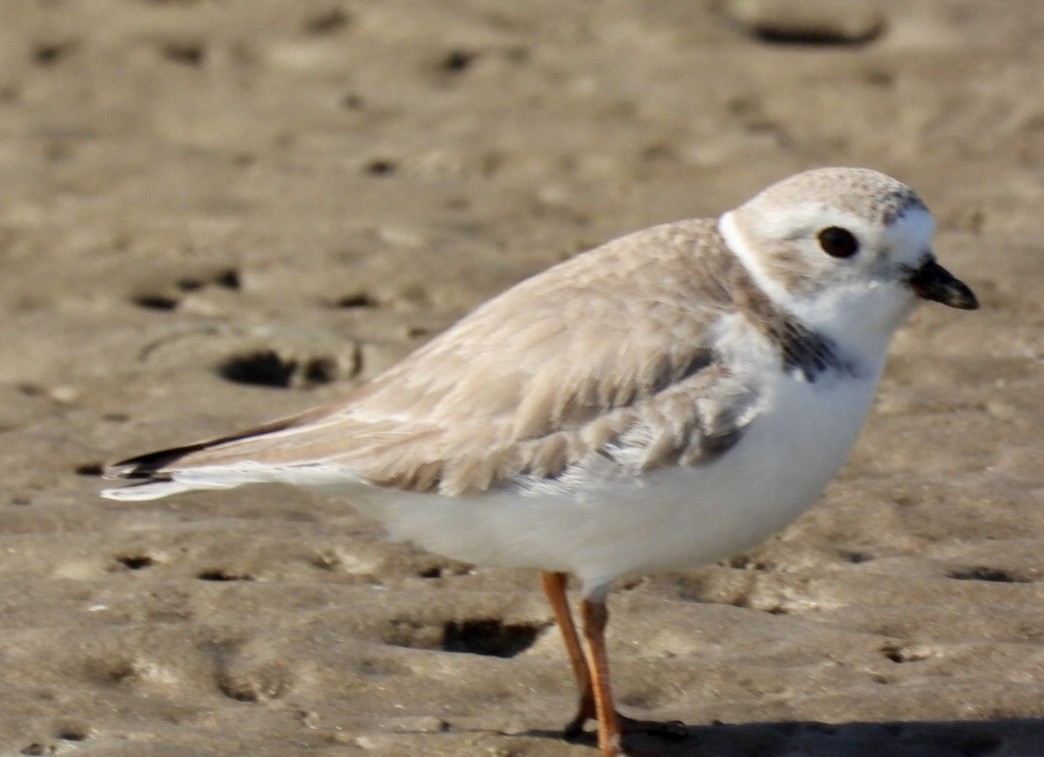 Piping Plover - ML649088054