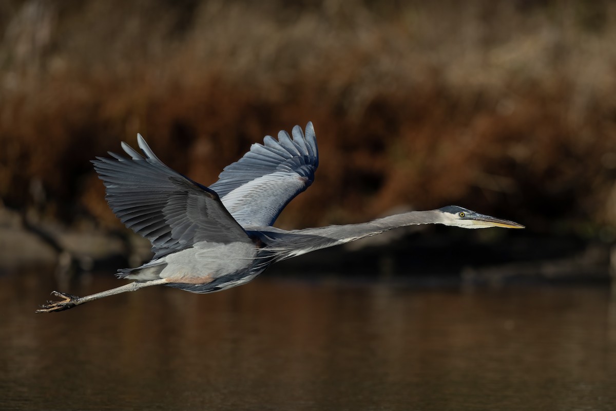 Great Blue Heron (Great Blue) - ML649088075