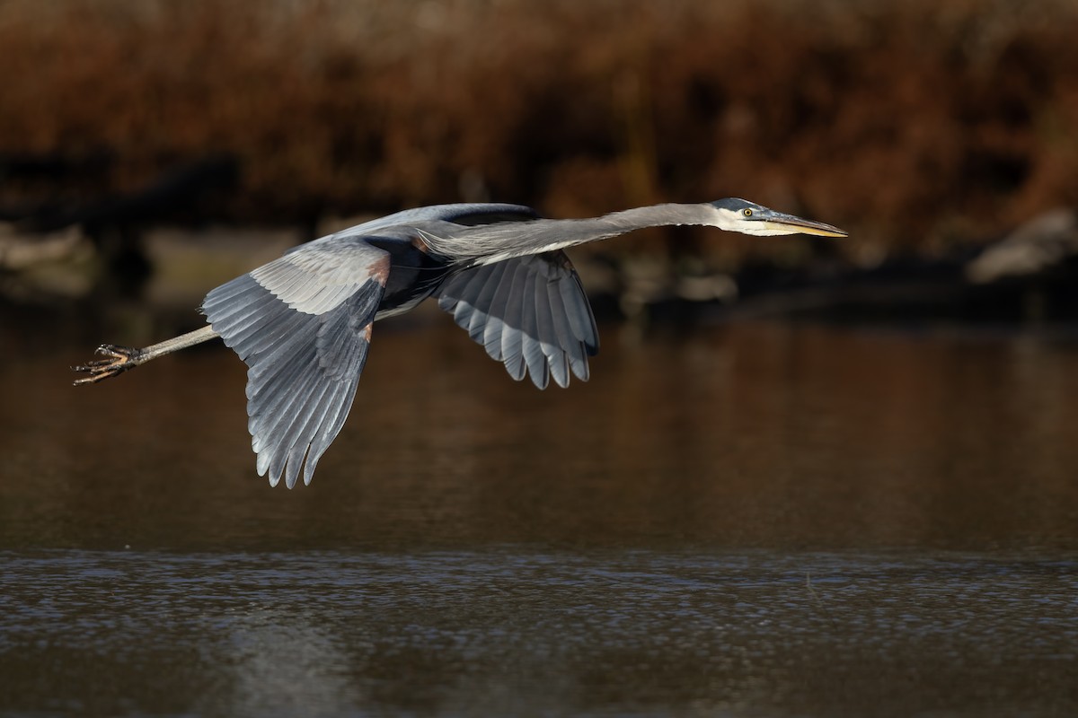 Great Blue Heron (Great Blue) - ML649088076