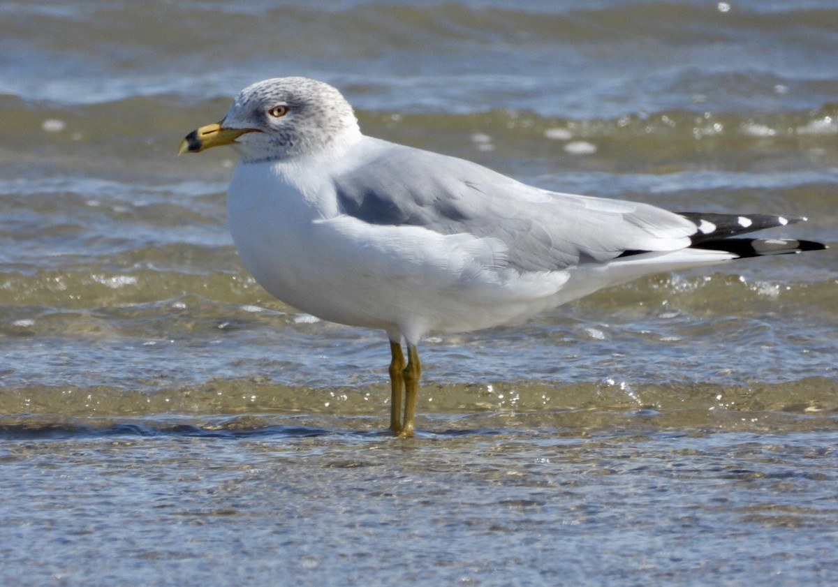Ring-billed Gull - ML649088081