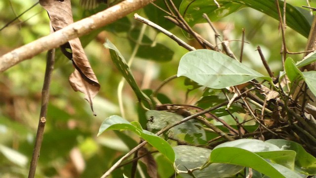 Black-tailed Flycatcher - ML649088091