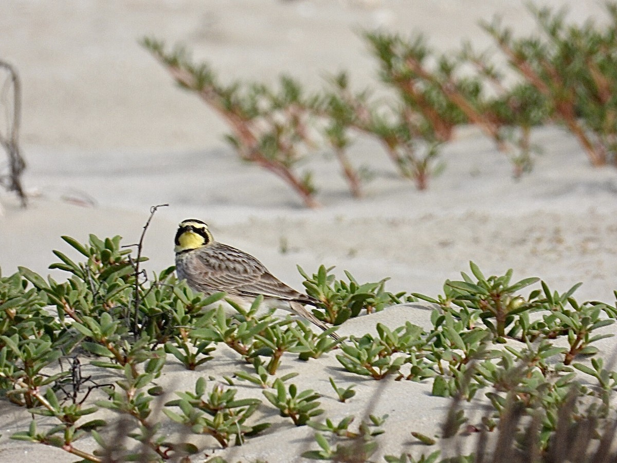 Horned Lark - ML649088111