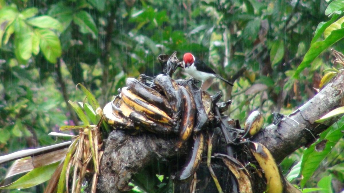 Red-capped Cardinal - ML649088252
