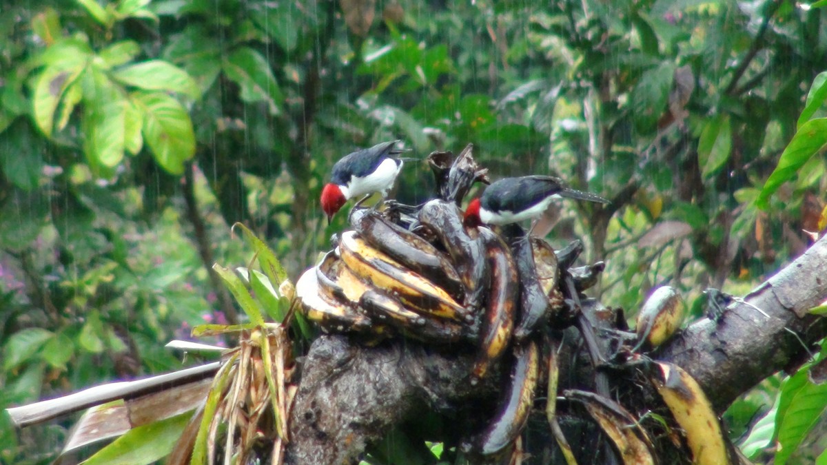 Red-capped Cardinal - ML649088255