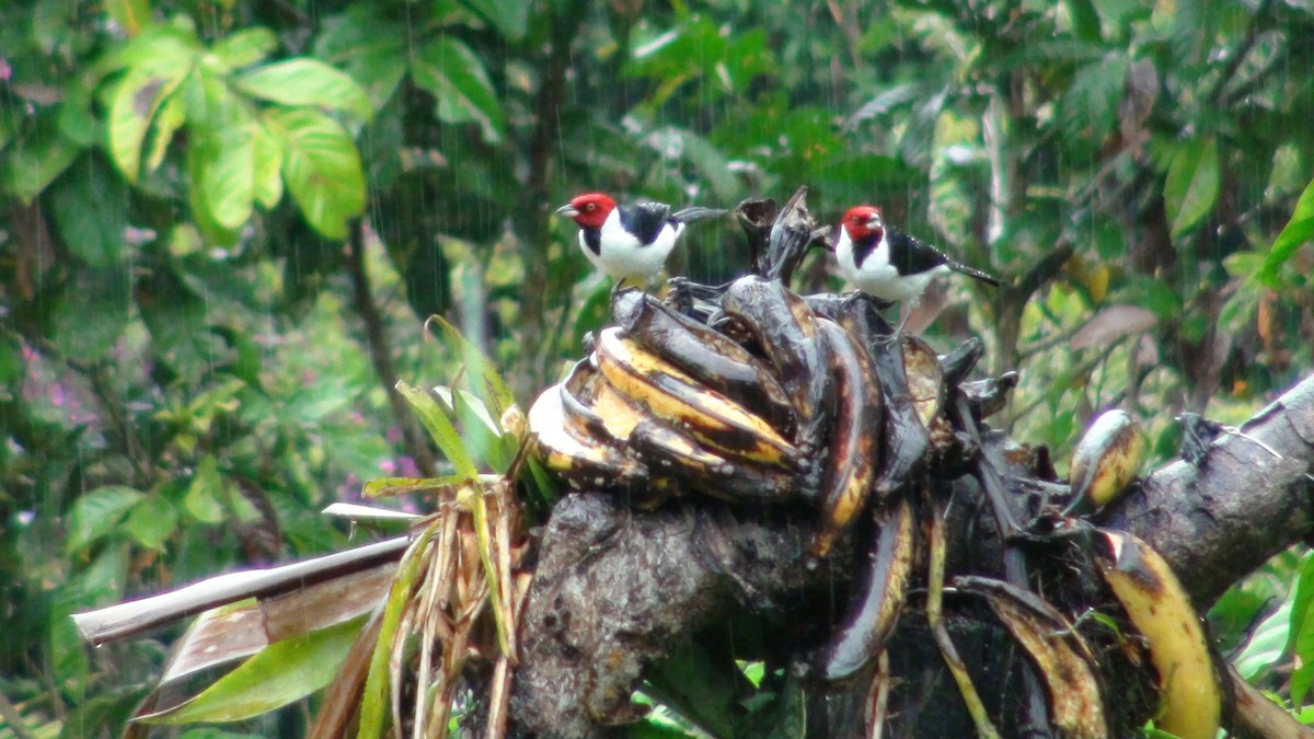 Red-capped Cardinal - ML649088257
