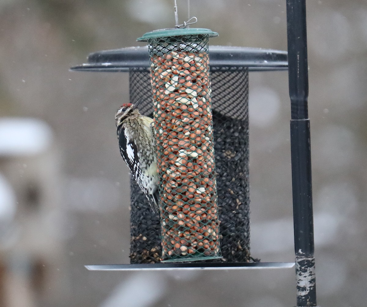 Yellow-bellied Sapsucker - ML649088259