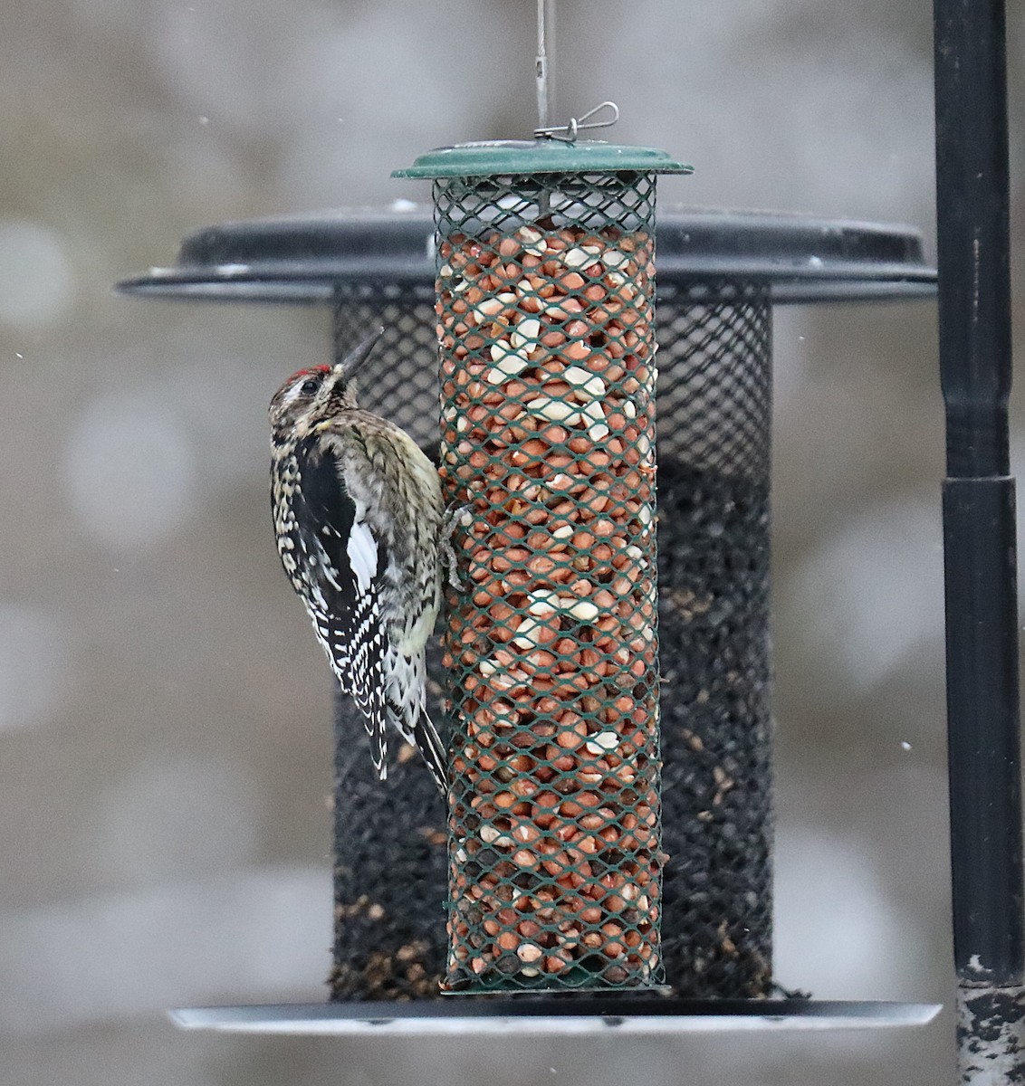 Yellow-bellied Sapsucker - ML649088284