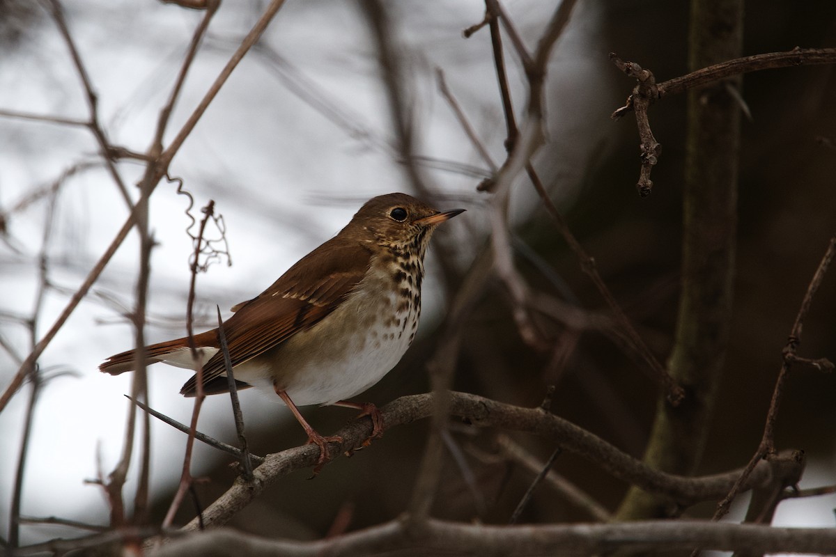 チャイロコツグミ - ML649088430