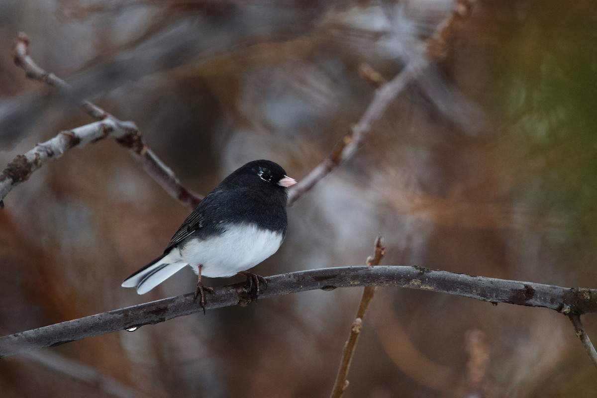 ユキヒメドリ - ML649088435