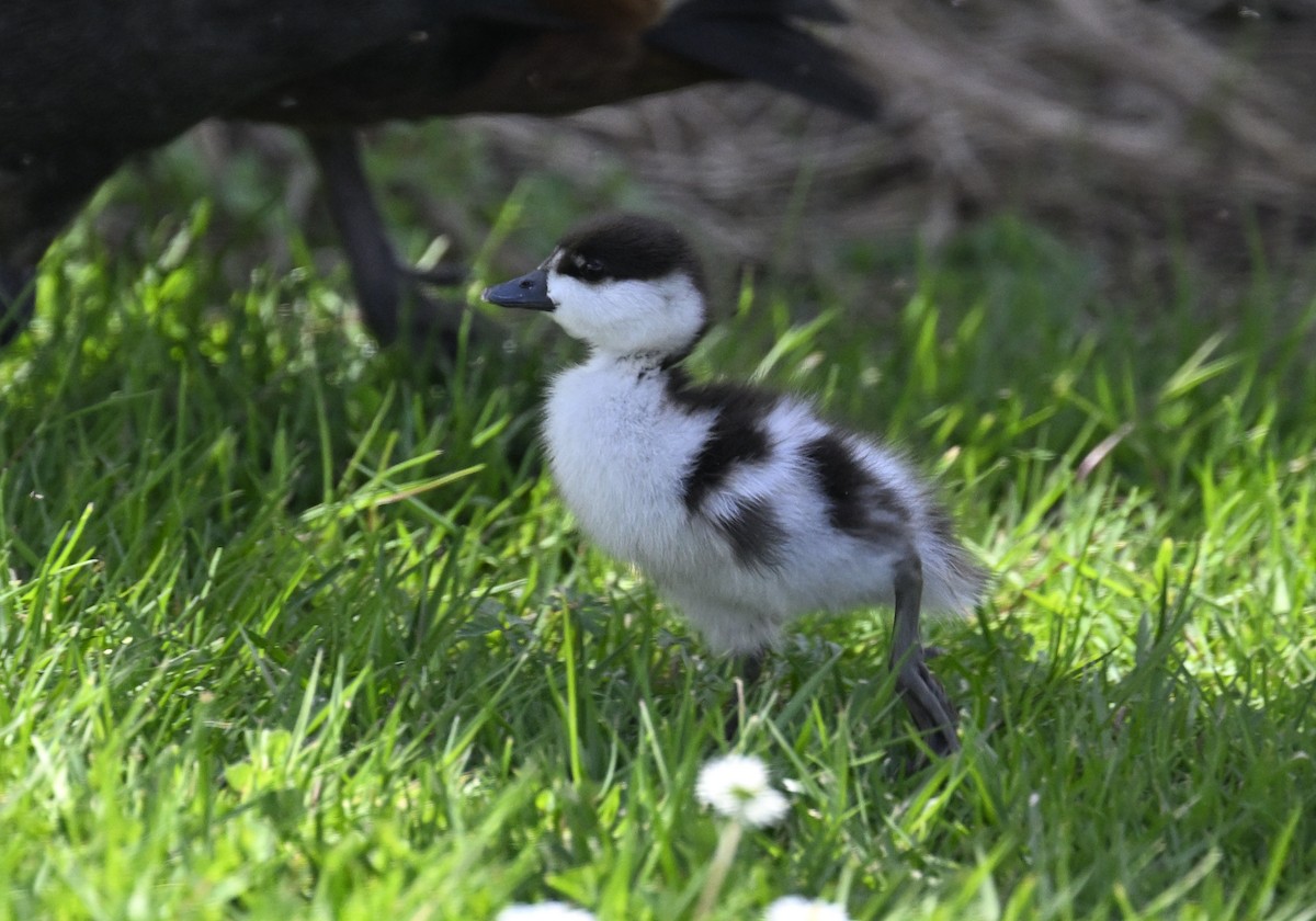 Paradise Shelduck - ML649089625