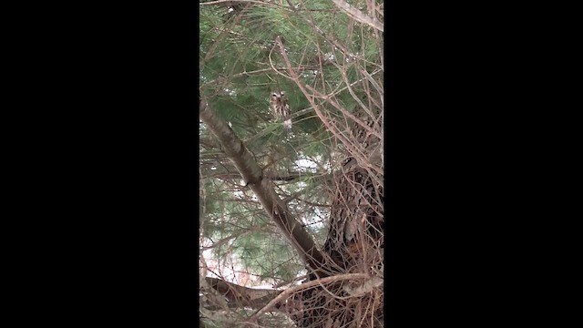 Northern Saw-whet Owl - ML649089757