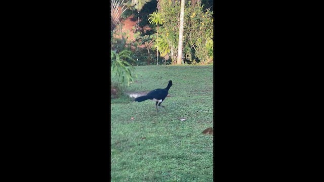 Great Curassow - ML649089785