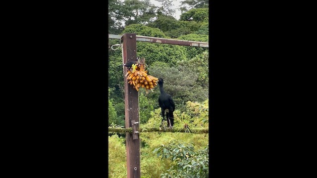 Great Curassow - ML649090011