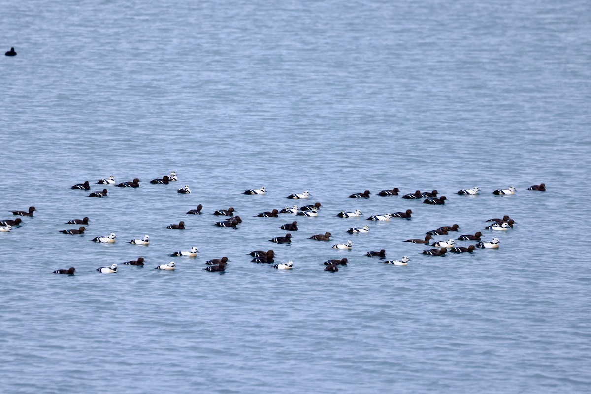 stellerand - ML649090142