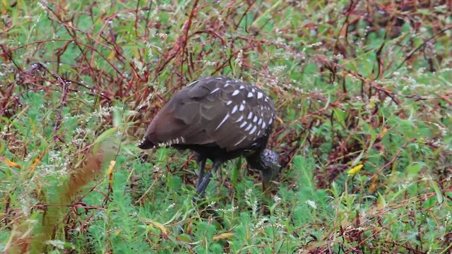 Limpkin - ML649090240