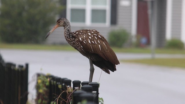 Limpkin - ML649090241