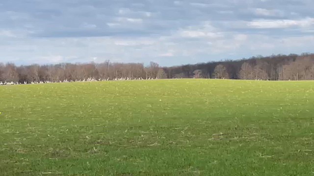 沙丘鶴 - ML649090283