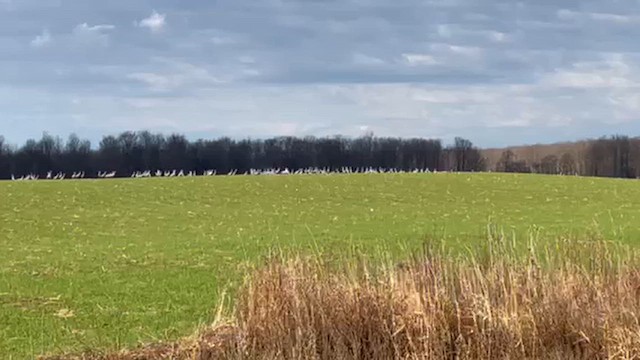 沙丘鶴 - ML649090284