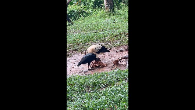 King Vulture - ML649090547