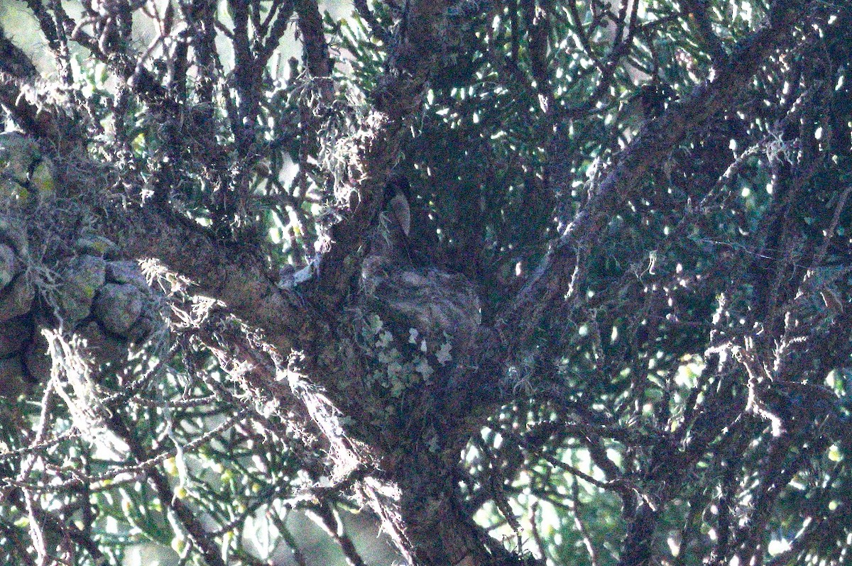 アンナハチドリ - ML649090707