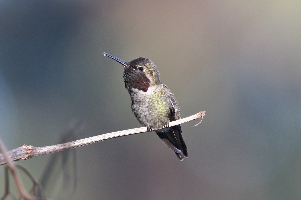 アンナハチドリ - ML649090735