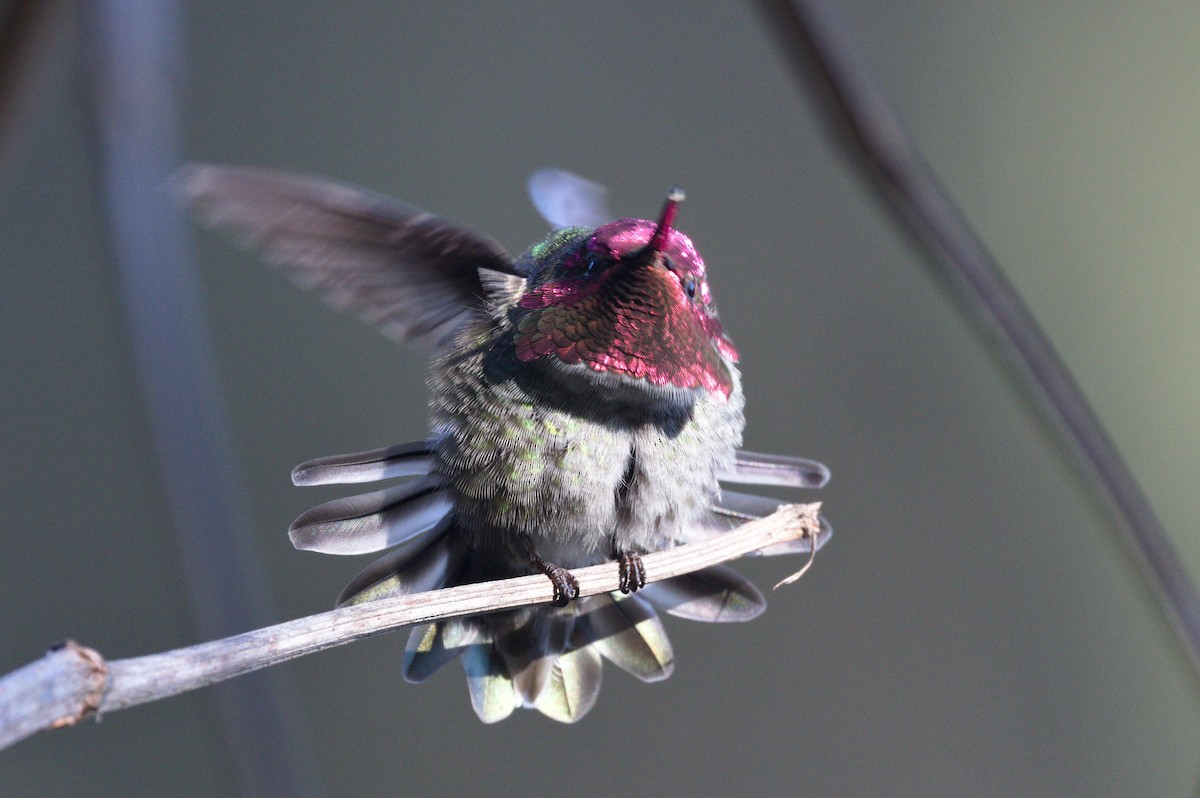 アンナハチドリ - ML649090748