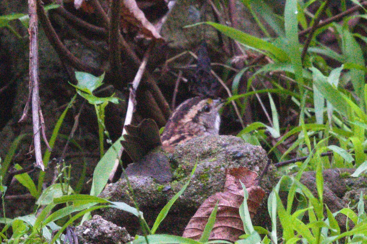 ノドジロシトド - ML649090859