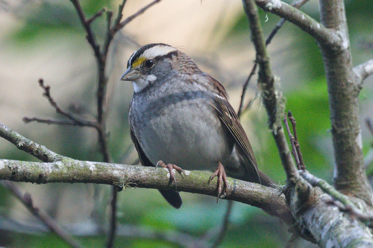 ノドジロシトド - ML649090872