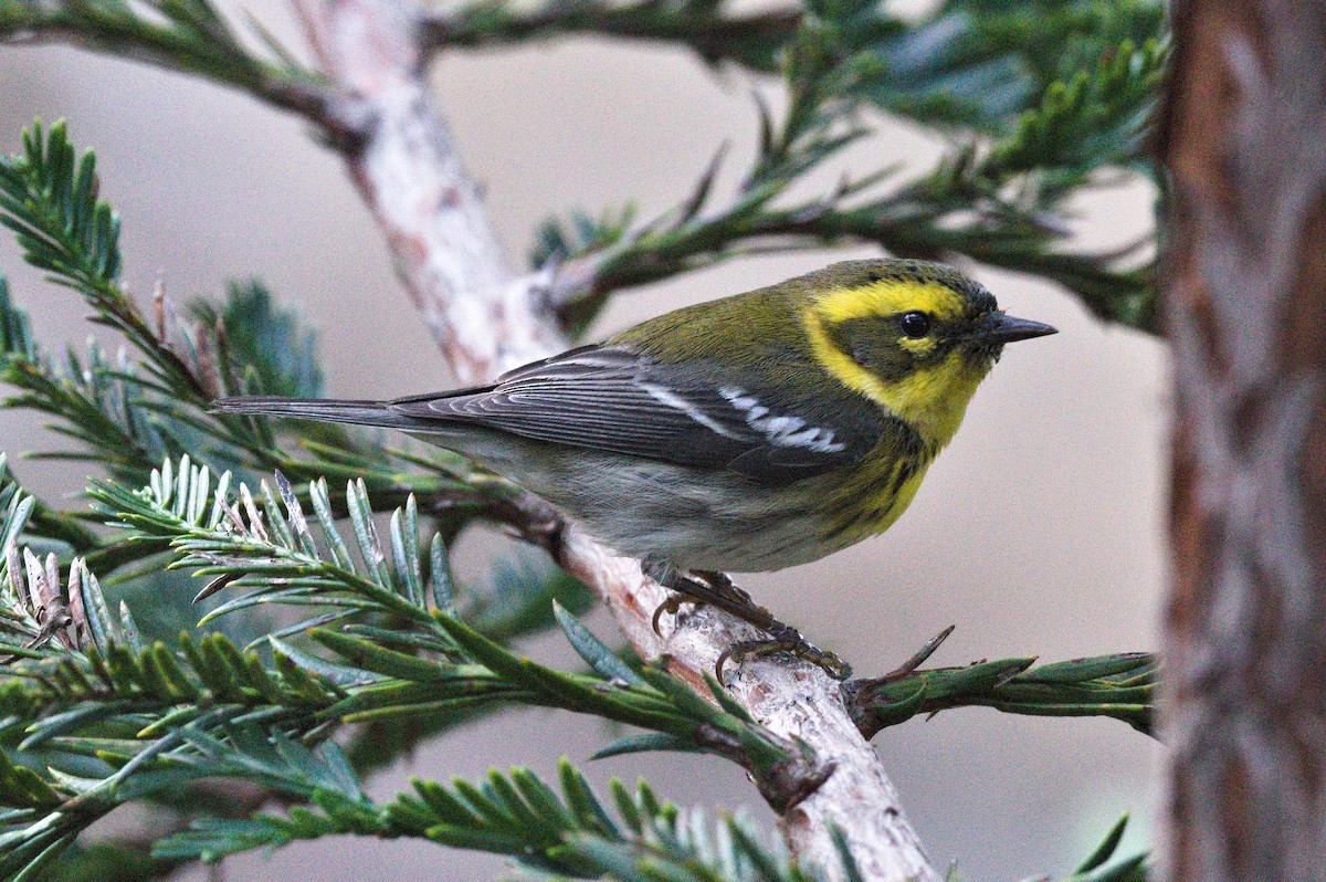 タウンゼンドアメリカムシクイ - ML649090892