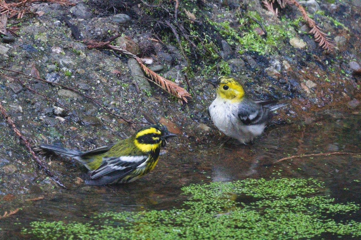 キガシラアメリカムシクイ - ML649090902