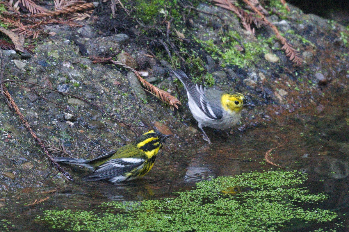 キガシラアメリカムシクイ - ML649090906