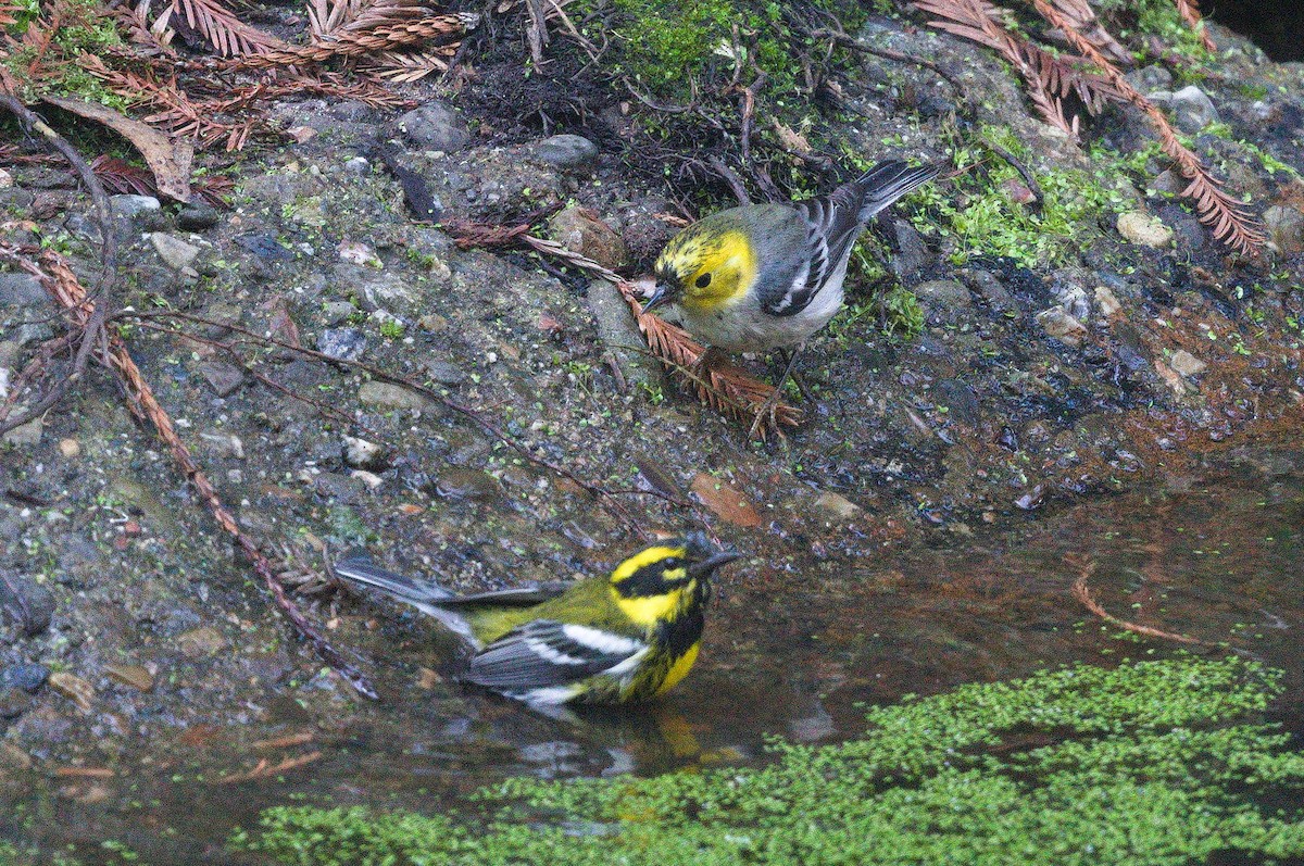 キガシラアメリカムシクイ - ML649090912